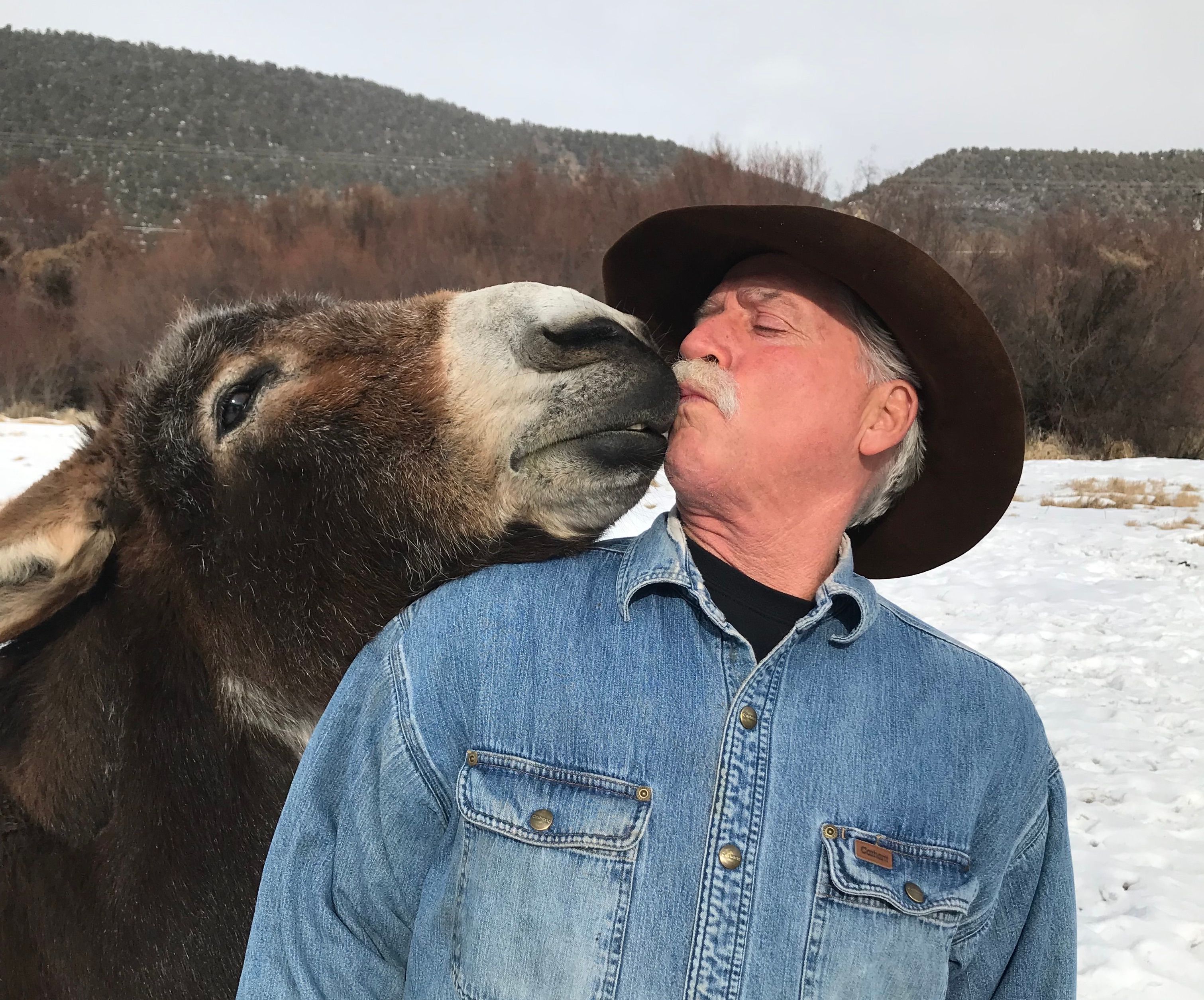 Man kissing donkey